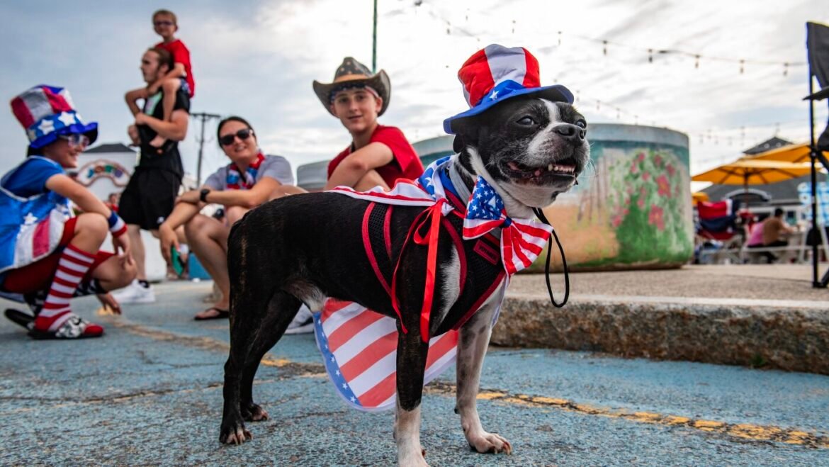 How to help dogs and cats endure fireworks : NPR