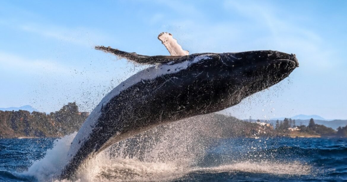 Humans Are Raiding Whales’ Food Supply for Dietary Supplements and Animal Feed – Mother Jones