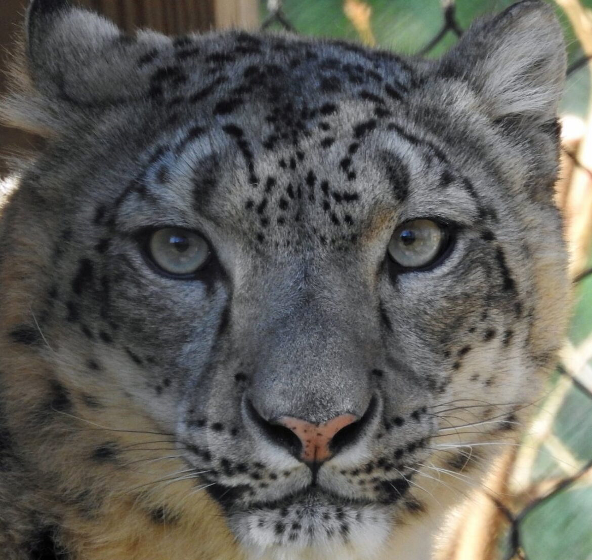 Maliha, then 8 years old, at Cape May County Zoo in a 2021 file photo.