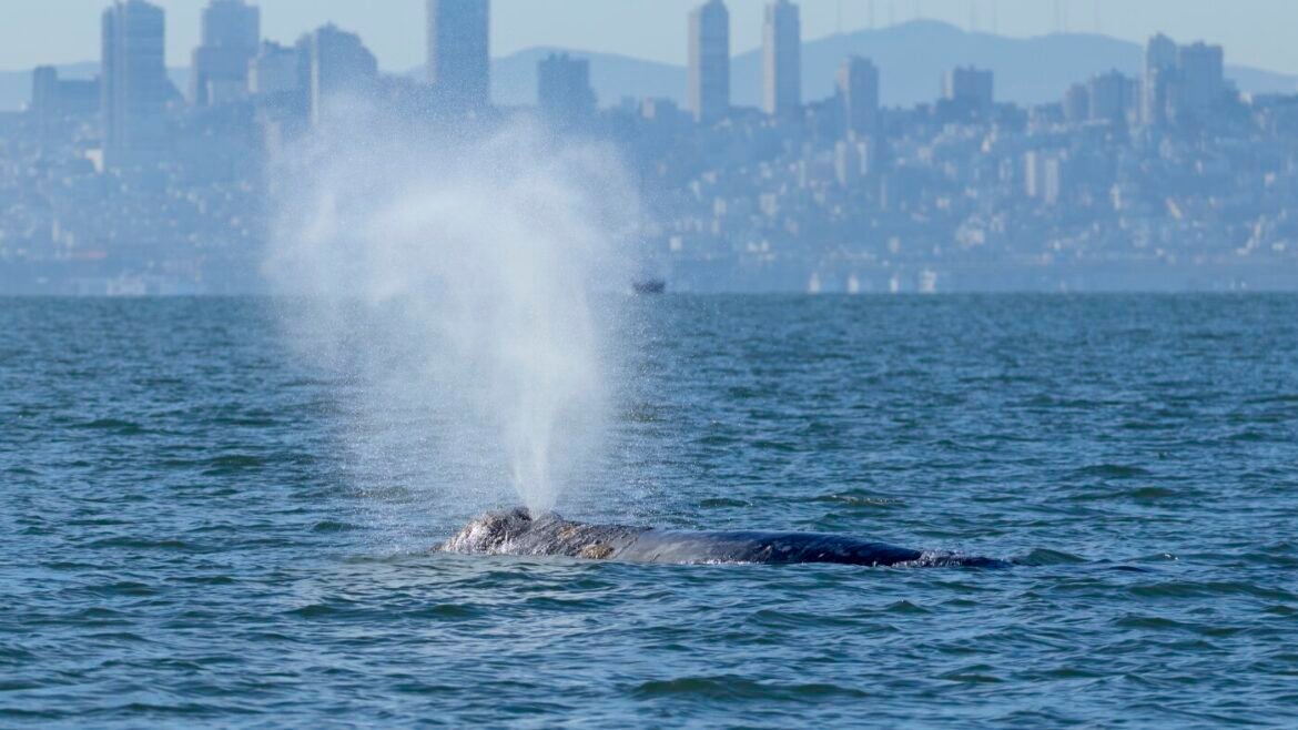 New cameras could help protect whales in San Francisco Bay : NPR