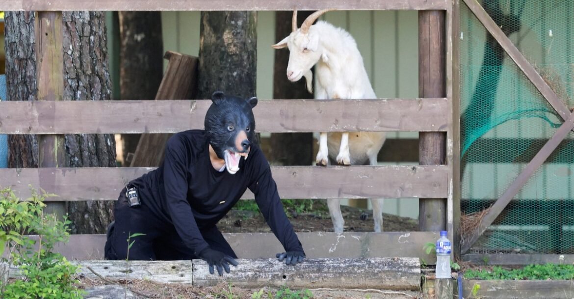 Photos: A Bear-Emergency-Response Drill in Japan
