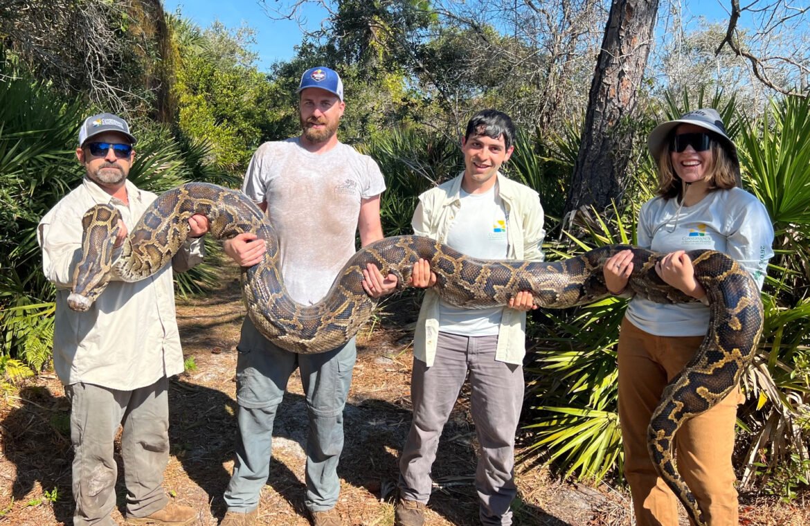Python captures by Florida scientists overshadowed by hoopla over annual amateur contest • Florida Phoenix