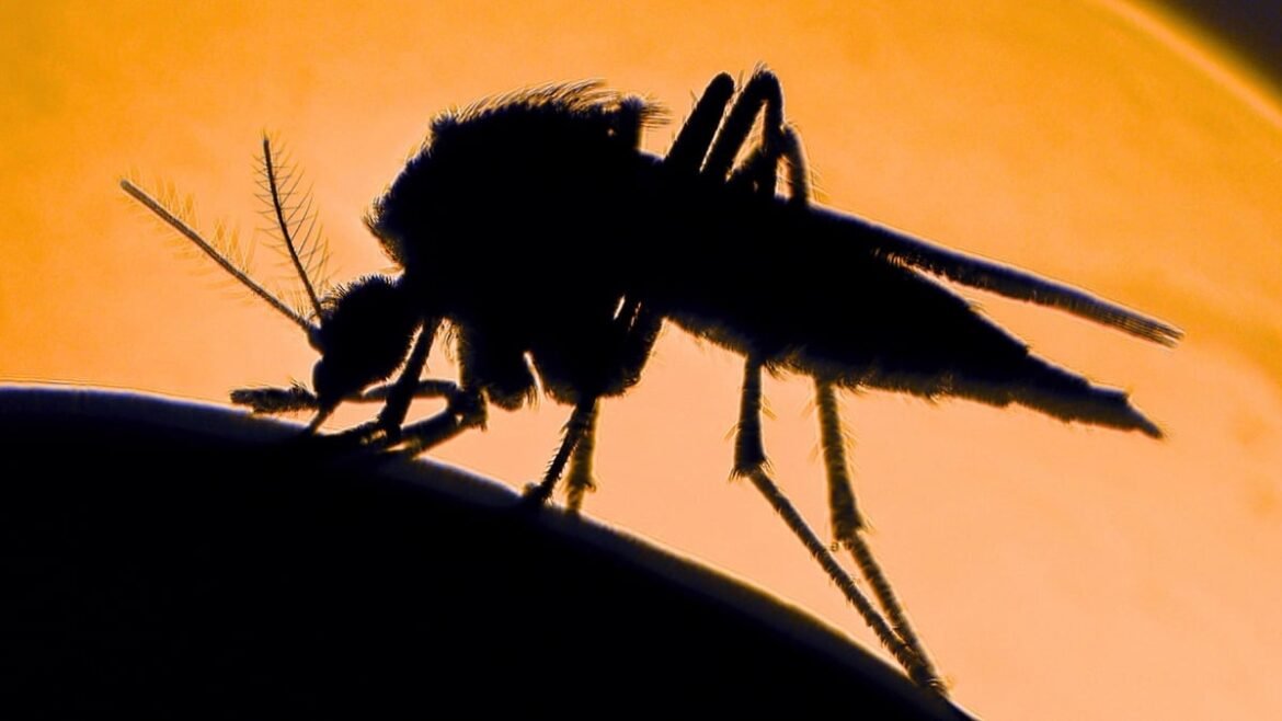 Scientists Reveal Why Mosquitoes Bite Some People More Than Others : ScienceAlert