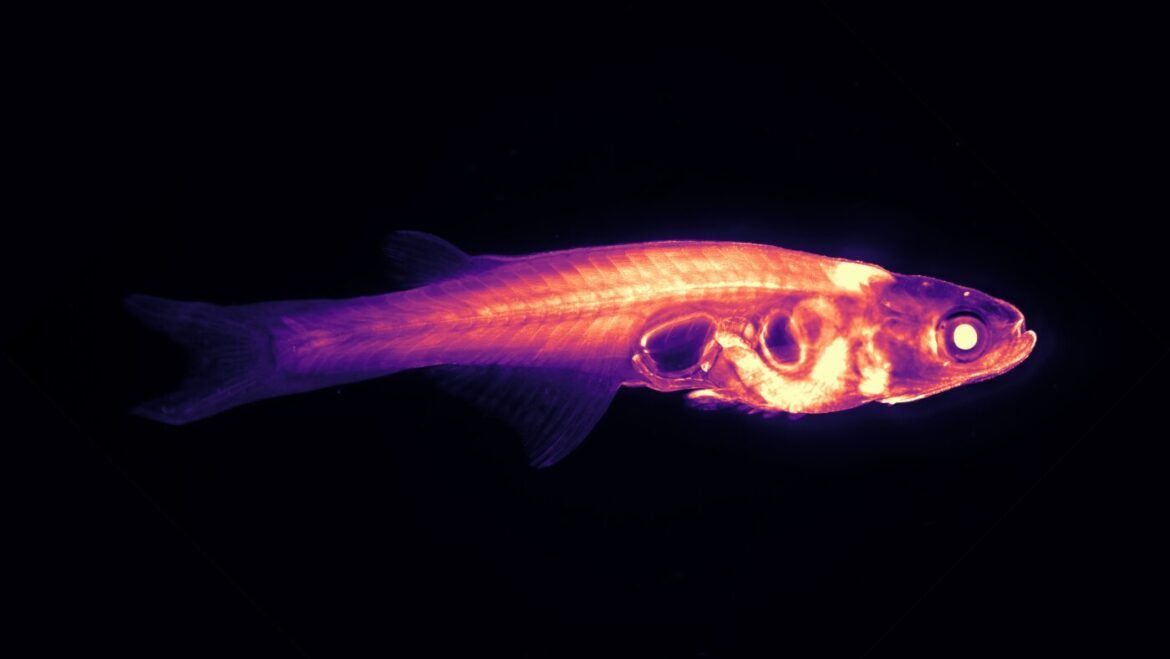 Scientists want to track a transparent fish's brain in real time : NPR