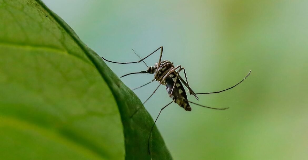 Stopping malaria: How scientists are trying to eliminate the threat from mosquitoes
