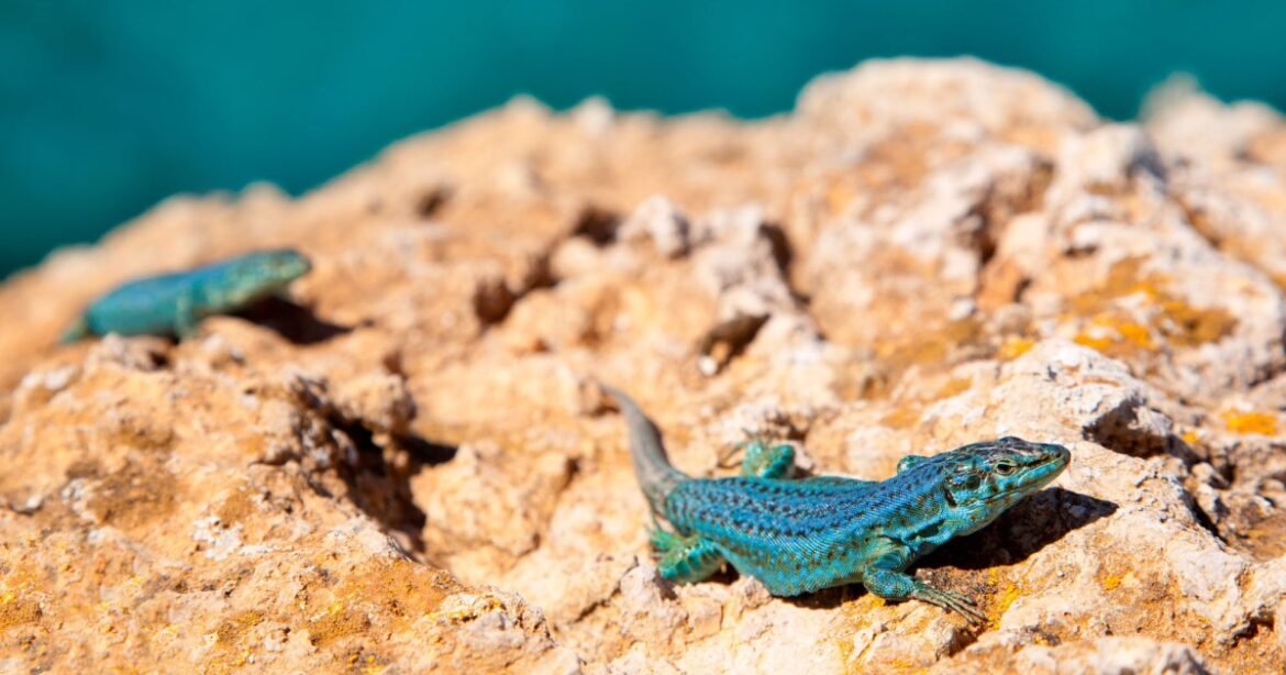 Swimming Snakes Are Wiping Out These Beloved Balearic Lizards – Mother Jones