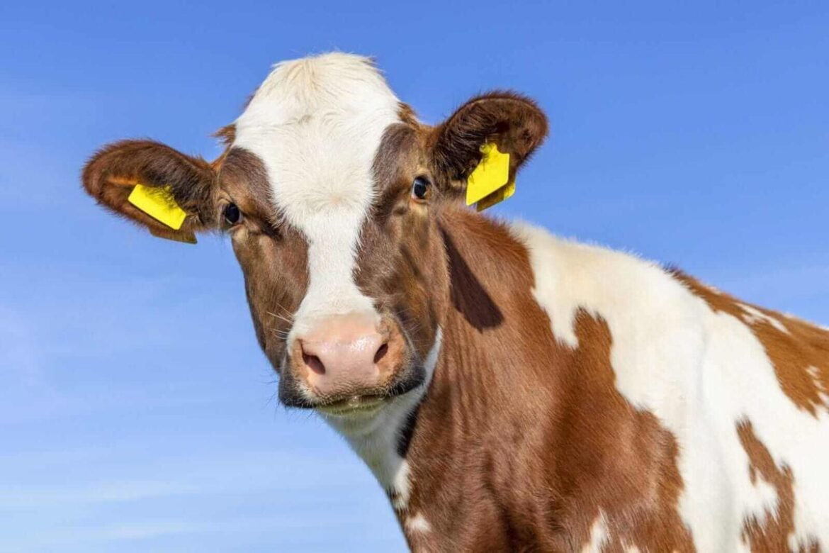 The New World Screwworm Is Still Center Stage for Cattle Prices. Depending on the Day, It’s Either Bullish or Bearish.