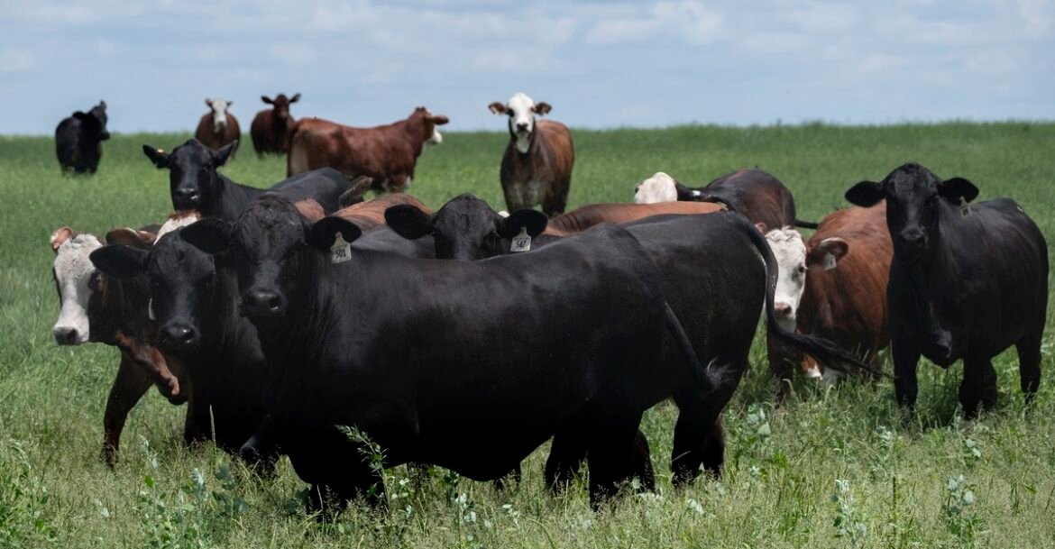 The Screwworm Is Messing With America’s Beef