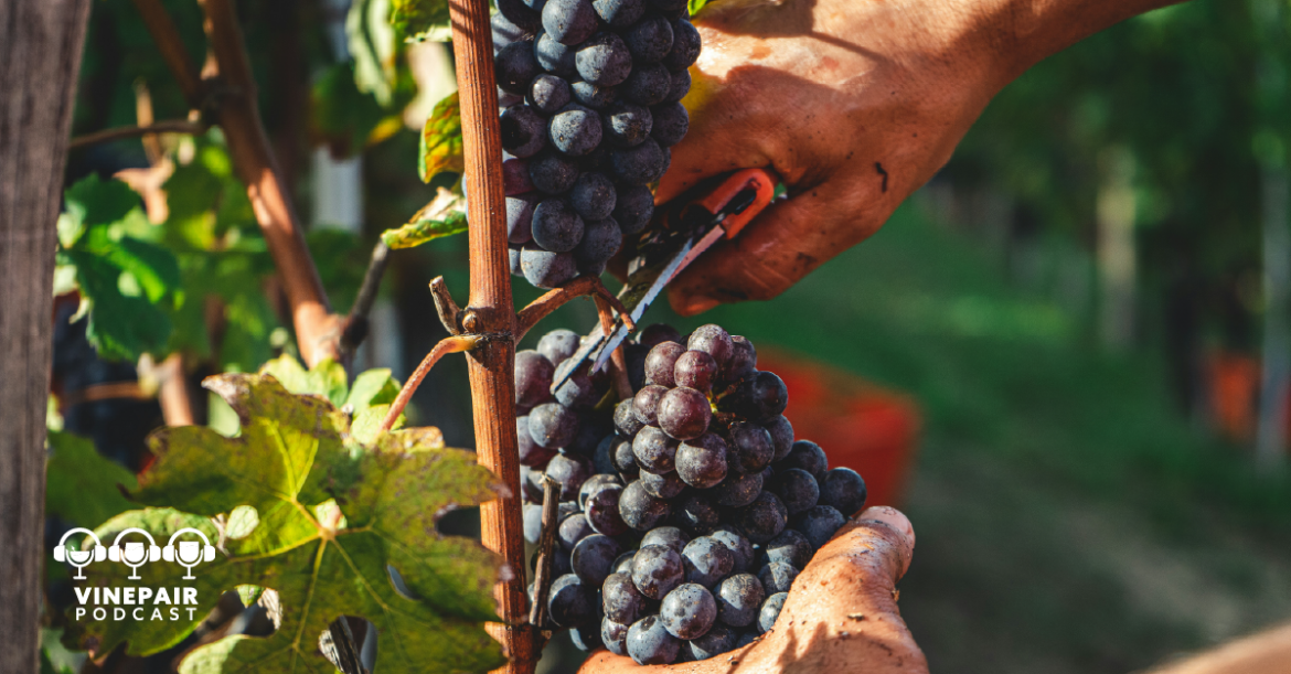 The VinePair Podcast: Can You Make World-Class Wine Without Drinking It?