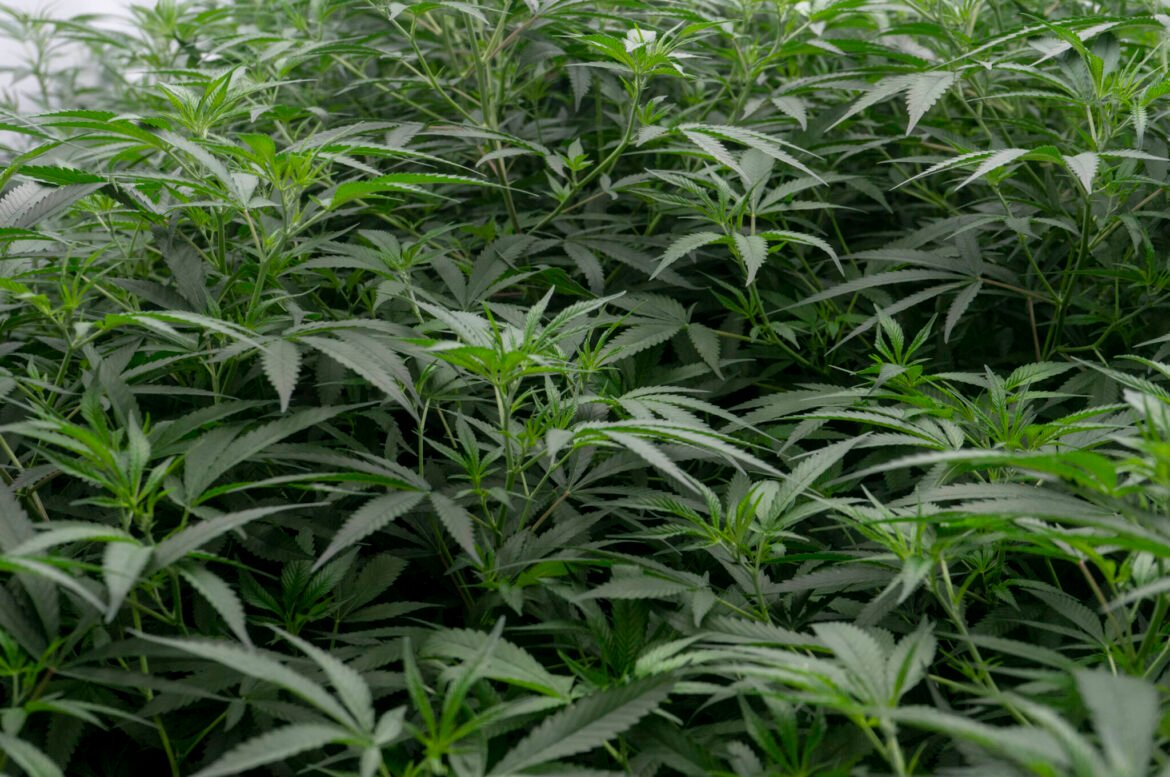 The feds have embraced medical marijuana. Now what? • New Jersey Monitor