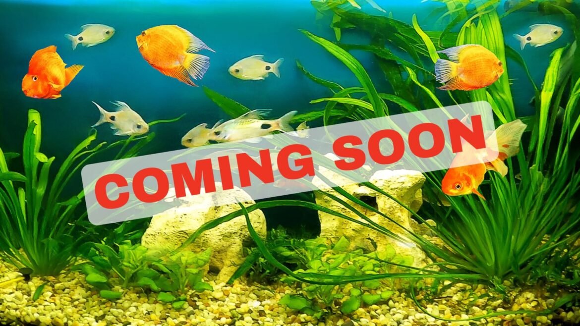 The massive new Bass Pro Shops location will have a 65,000-gallon Shipwreck Aquarium and a 12,000-gallon touch pool with live rays.