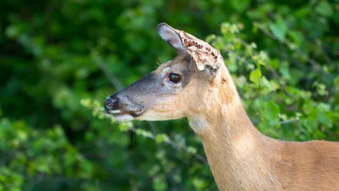 Tick season is getting worse. Can managing deer help? : NPR