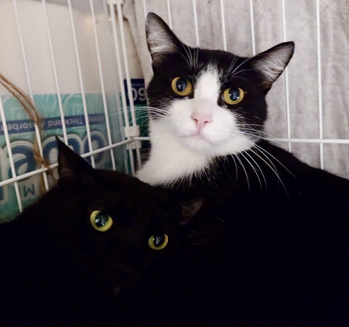 Two furry siblings seek their forever home