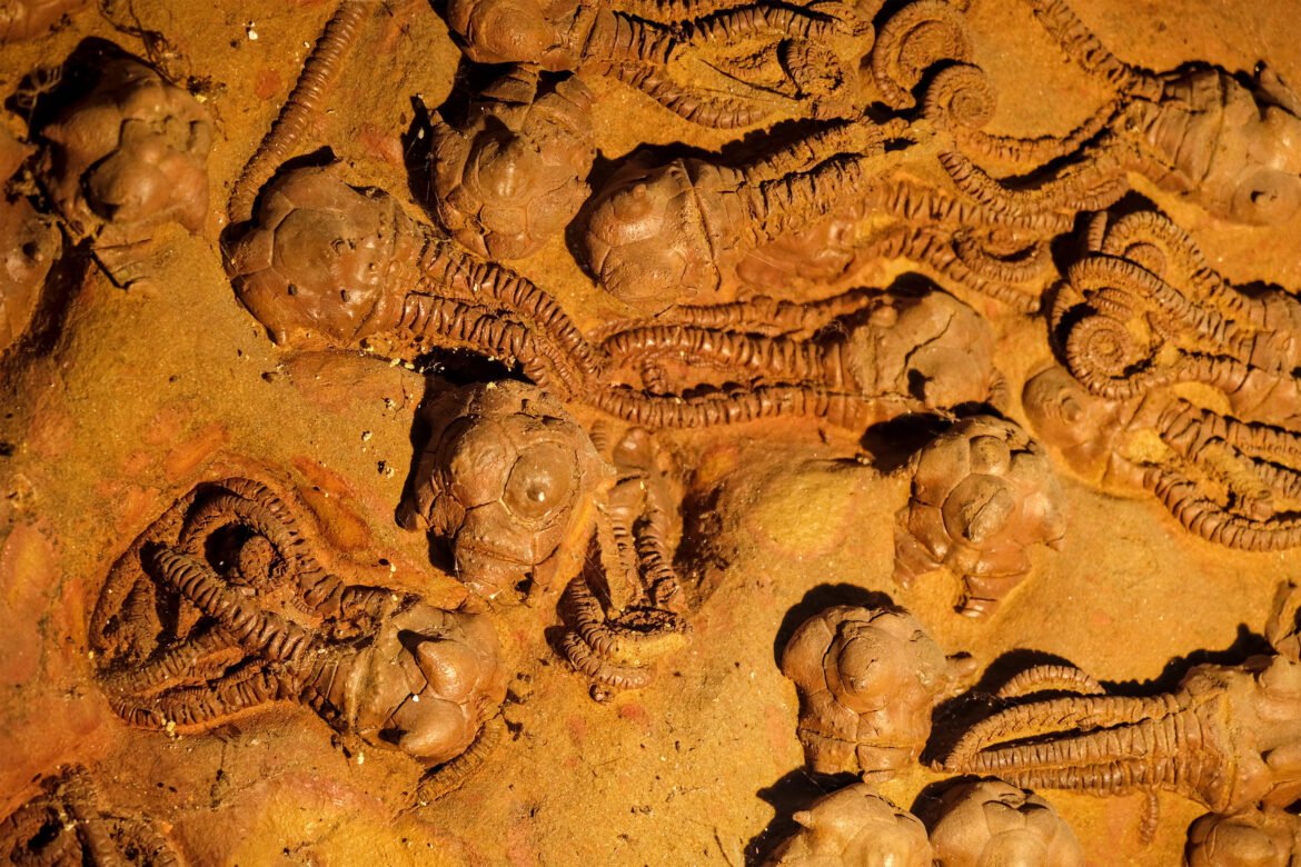 What happens when environmental change outpaces life’s ability to adapt? | MIT News