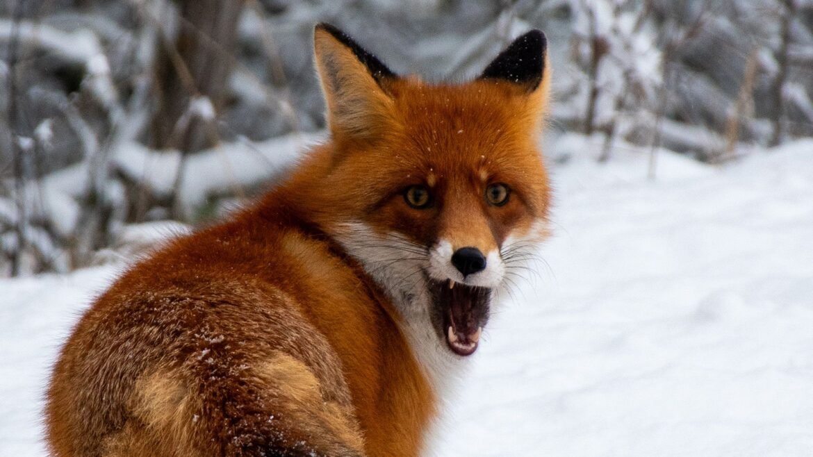 Wildlife inside Chernobyl exclusion zone acted differently during Russia's invasion, camera traps reveal