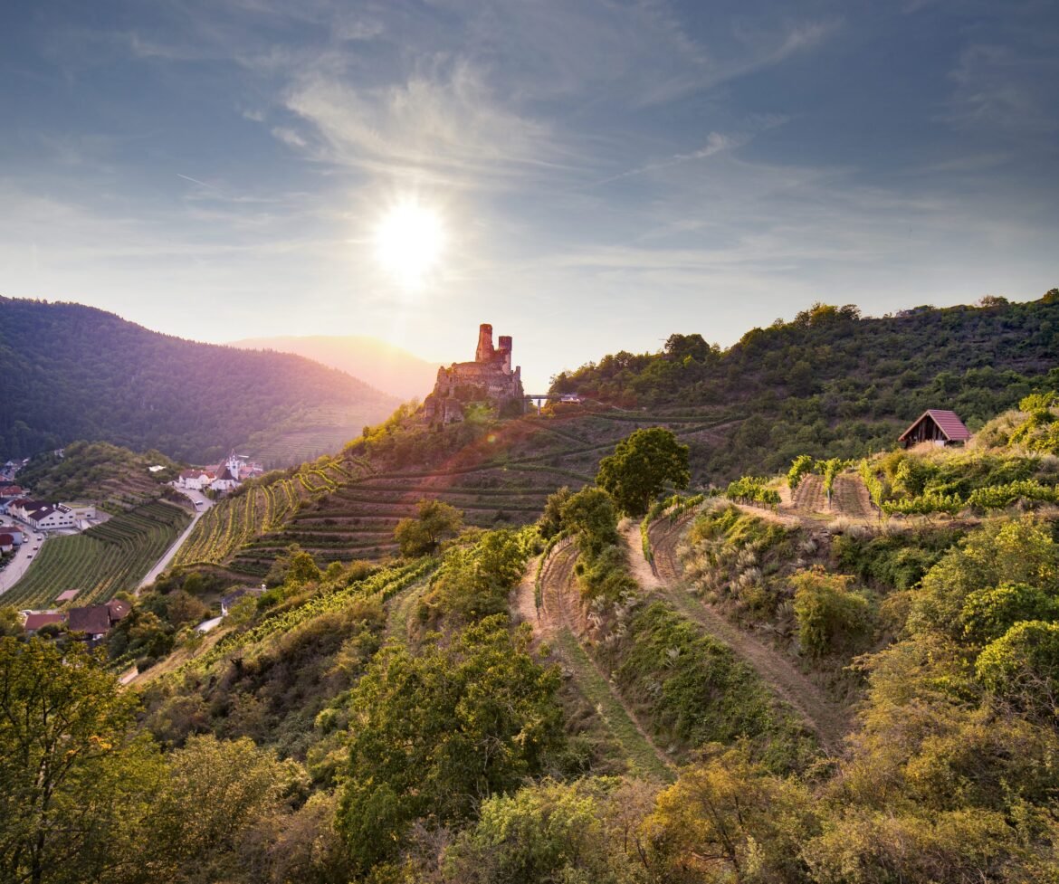 Winding through Austria’s diverse Niederösterreich vineyards