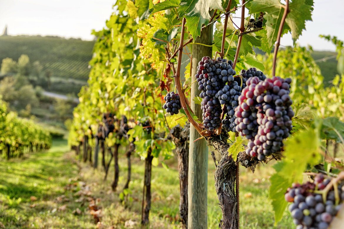 A lush grape vineyard with ripe purple grape bunches in foreground