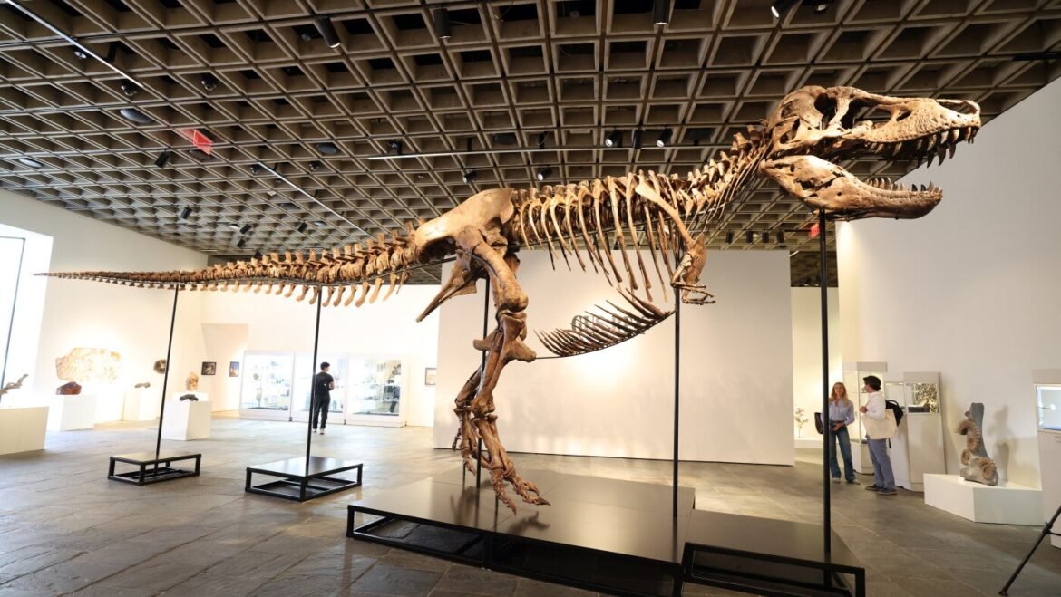 A T. rex fossil is up for auction and could fetch $30 million : NPR