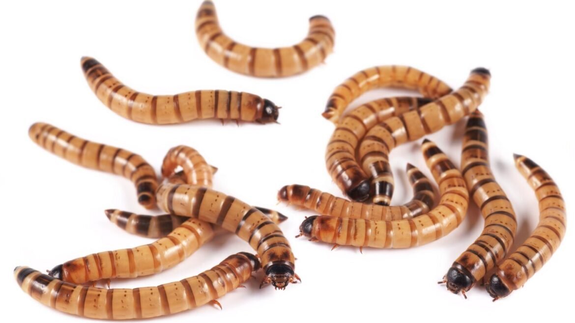 A bug commonly sold at pet stores is helping scientists with a vexing task : NPR