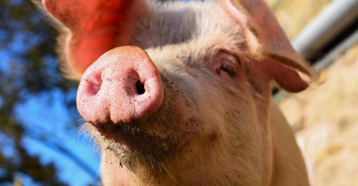 A high-stakes fight over pig abuse is uniting Democrats and Republicans