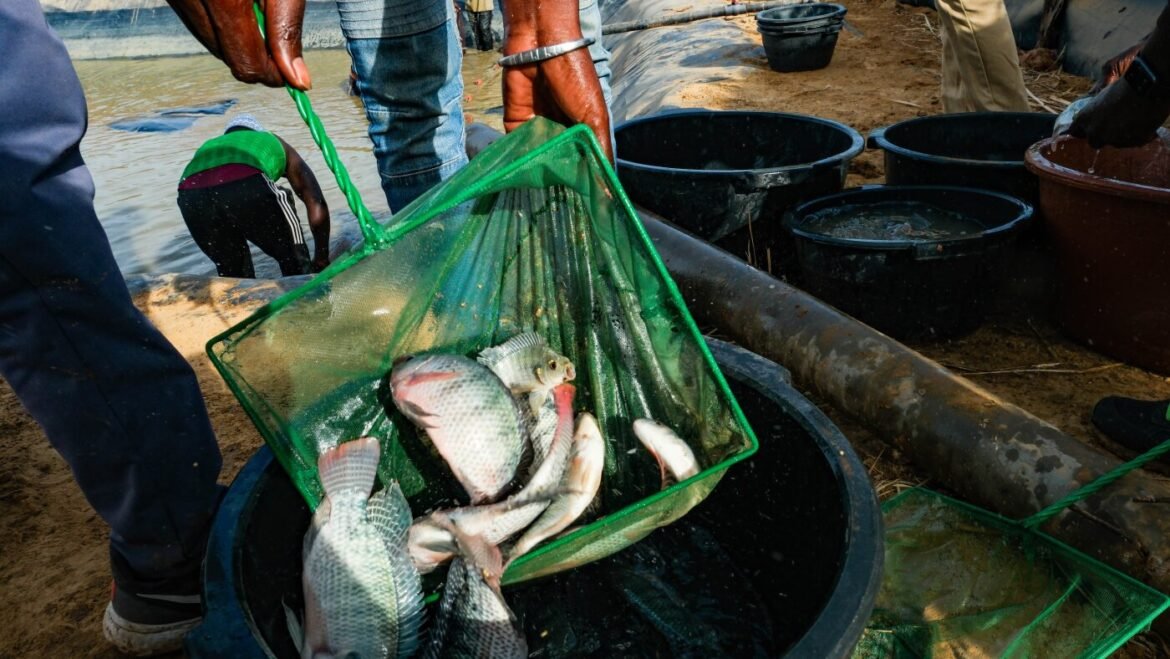 A promising tale from Senegal of fish, rice and snails : NPR