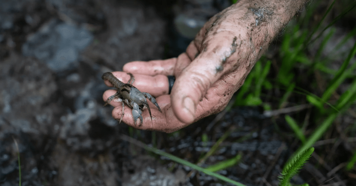 Alabama (Yes, Alabama!) Is an Epic Biodiversity Hotspot – Mother Jones