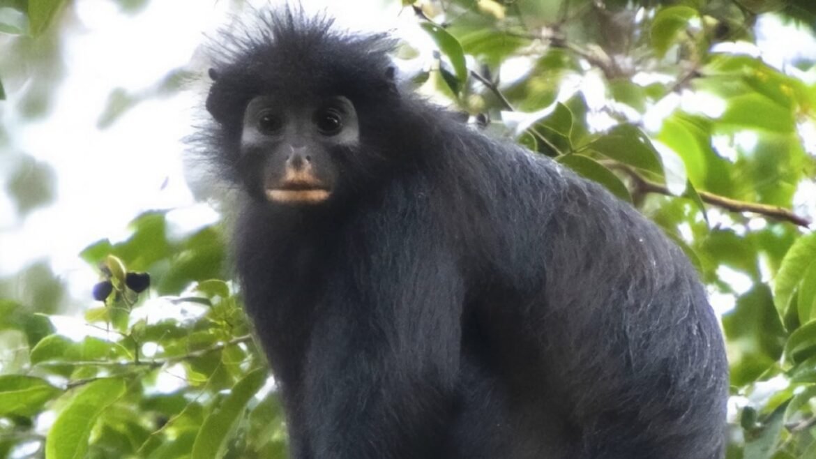 An Entirely New Monkey Species Has Been Hiding in The Congo Rainforest : ScienceAlert