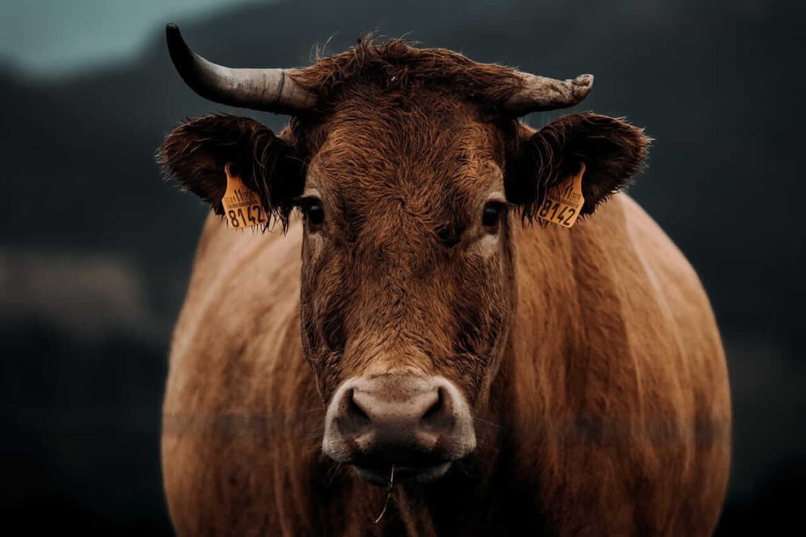 Cattle Continues Slide into the Weekend on Weaker Cash and Beef