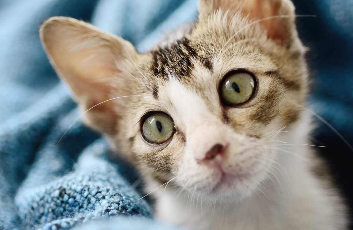 Cute kitten born with 28 toes ties Guinness World Record