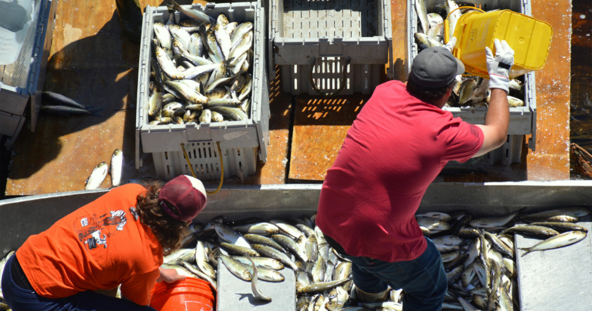 Dam Removals Helped Bring About a Stunning Comeback for Maine’s Alewives – Mother Jones