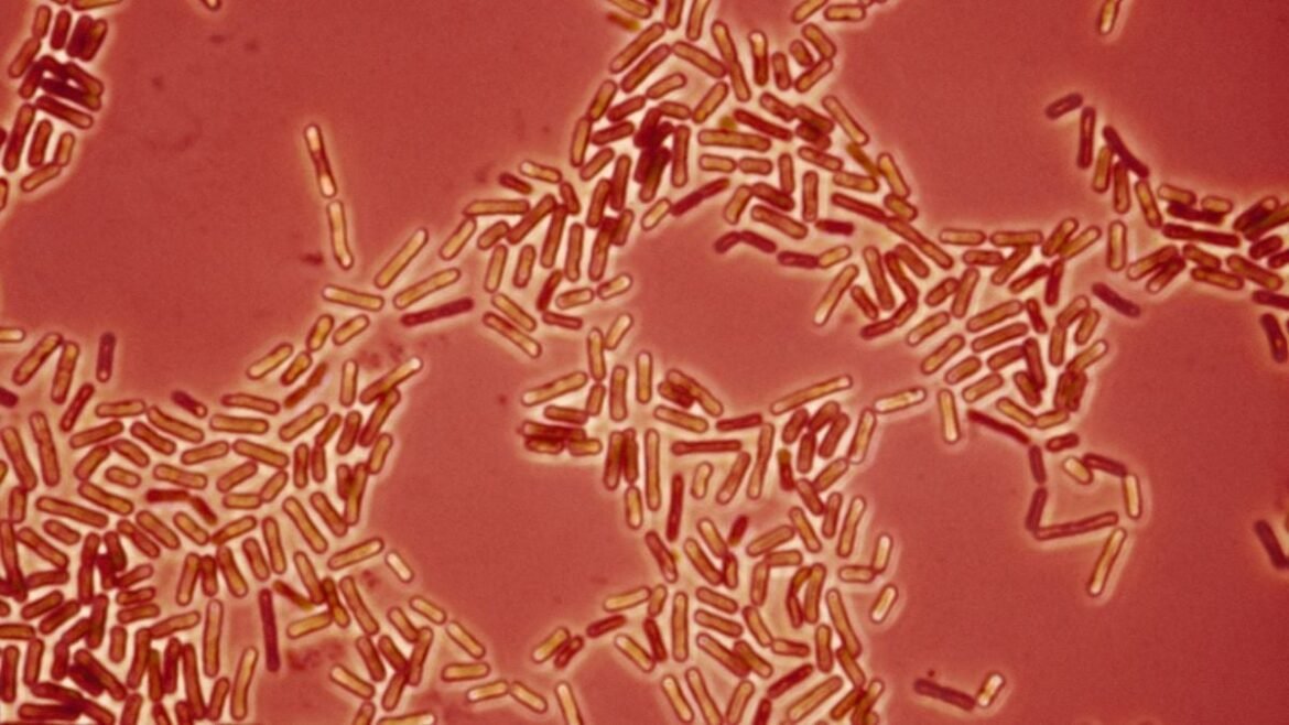 Drug-Resistant Bacteria May Be Jumping Between Pets And Humans, Scientists Warn : ScienceAlert