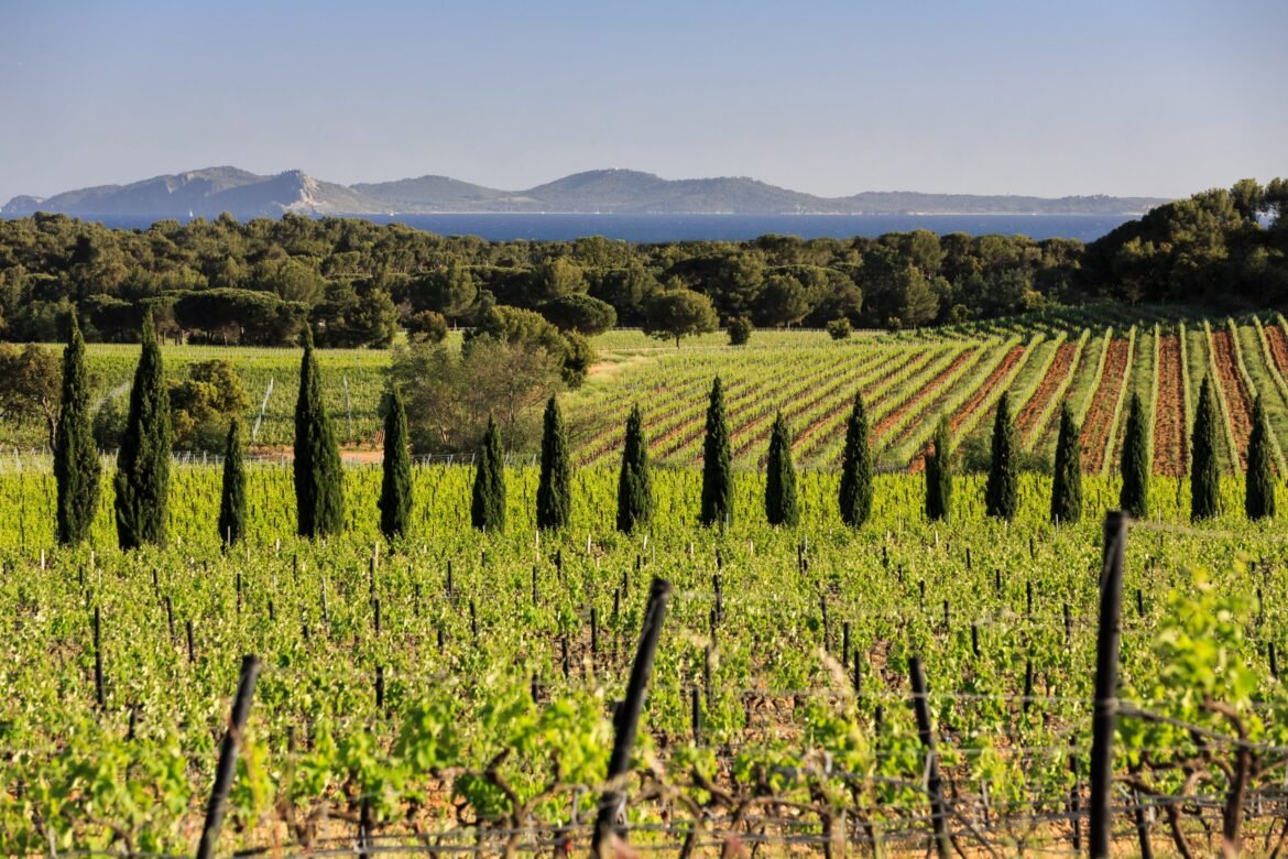 Exploring the 'living heritage' of Château Sainte Marguerite
