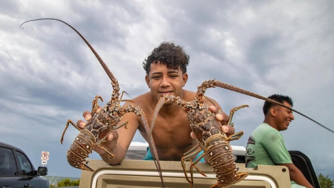 Florida’s spiny lobster mini season starts Wednesday. What to know