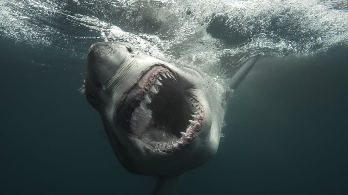 How to watch 'Shark Week' 2026 — schedule, dates & episodes