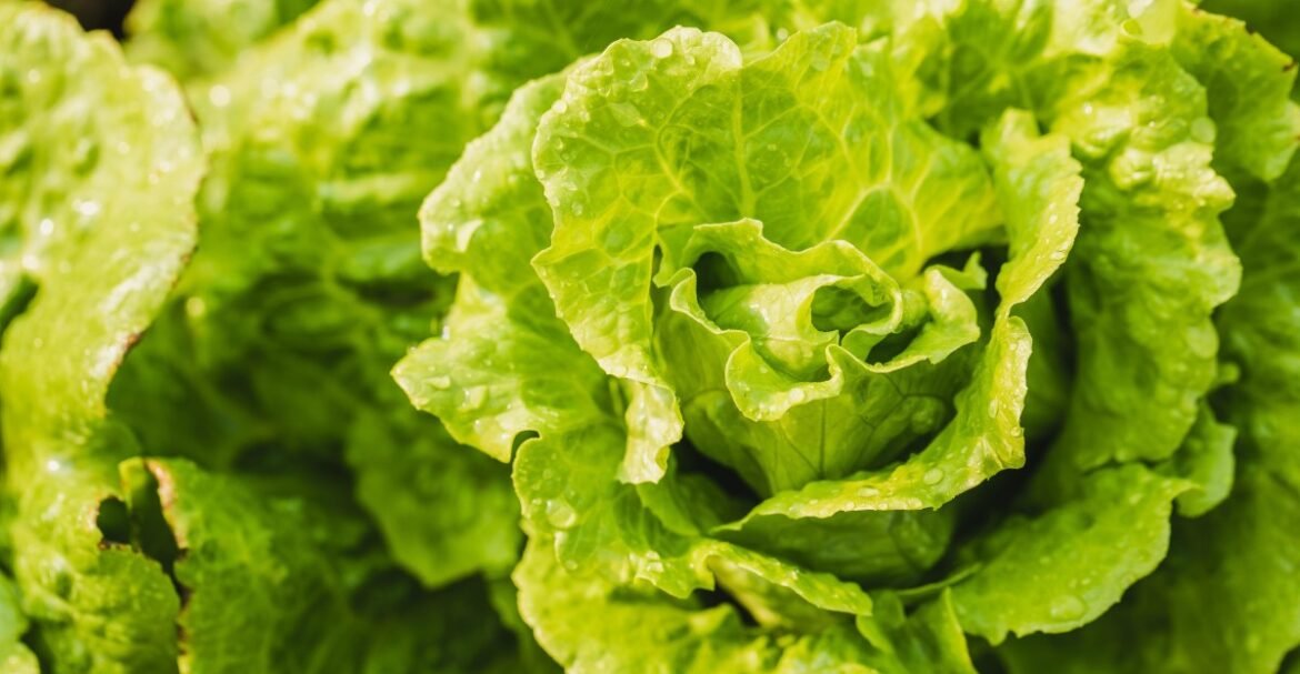 Is lettuce safe to eat or not? Trump’s botched diarrhea parasite announcement is a public health problem.