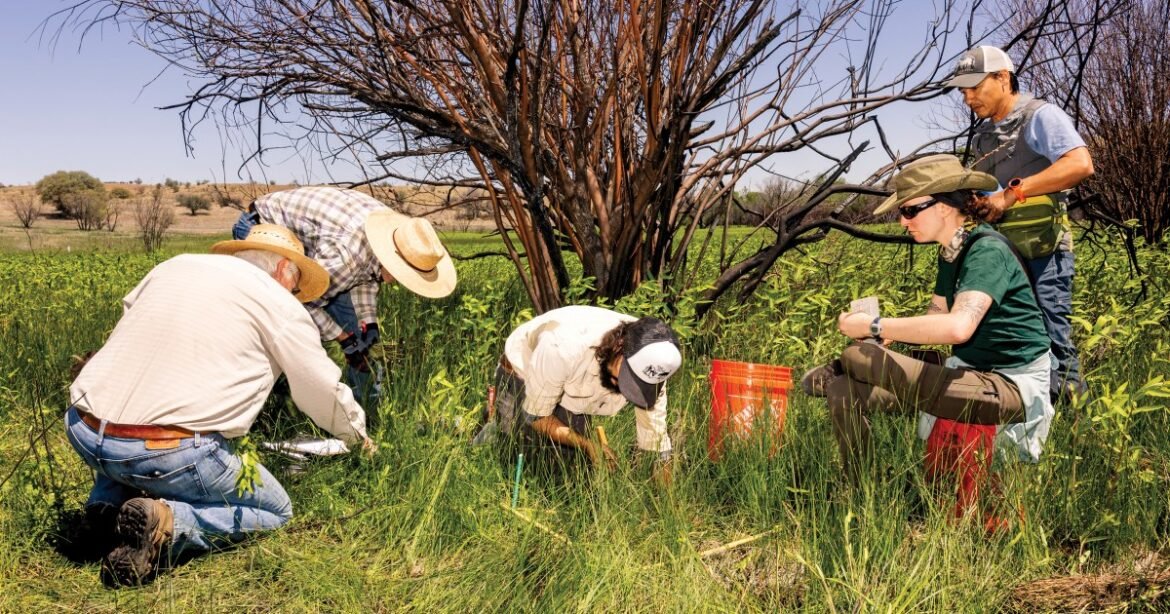 It Took a Decade, Two Sniffer Dogs, and a Lot of Mud to Protect This Orchid – Mother Jones