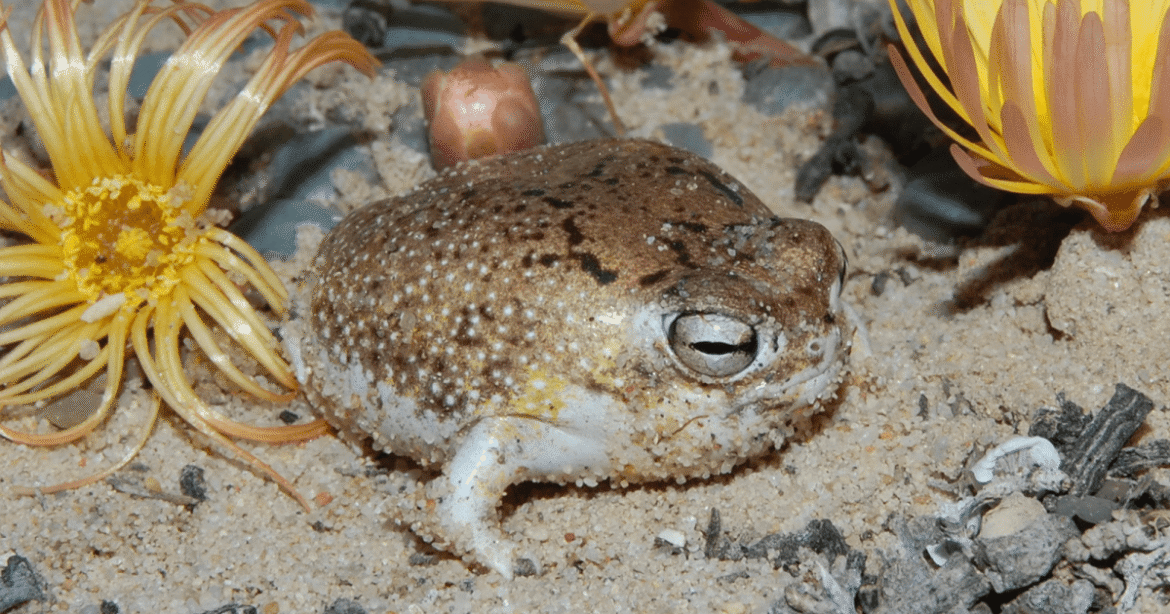 Nature’s Ingenious Survival Strategies Are No Match for Human Destruction – Mother Jones
