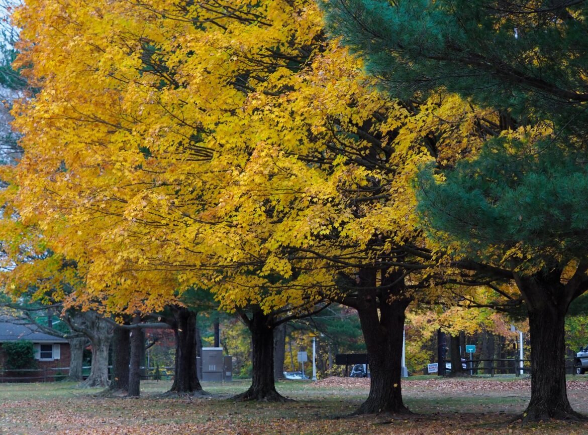 Colorful fall leave at Bicentennial Park in East Brunswick, New Jersey on Monday, November 3, 2025.  