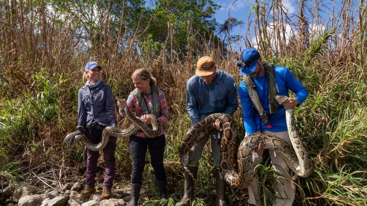 On the prowl for Florida’s invasive pythons, these guys are interrupting snake orgies