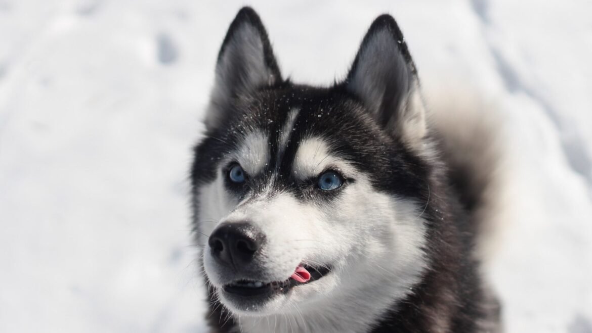 Op-Ed: NJ's pet tax credit proposal reflects personhood debate