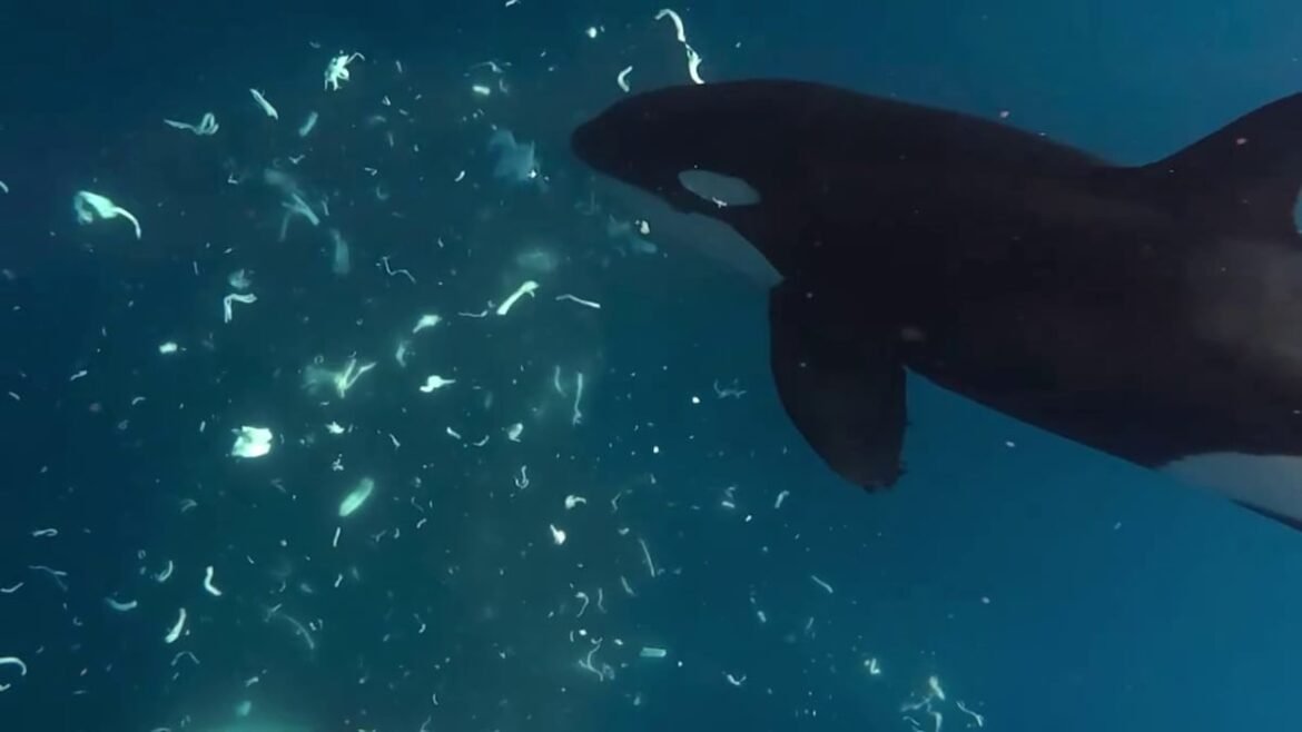 Orcas Keep Punching Giant Sunfish to Smithereens, And Scientists Are Mesmerized : ScienceAlert