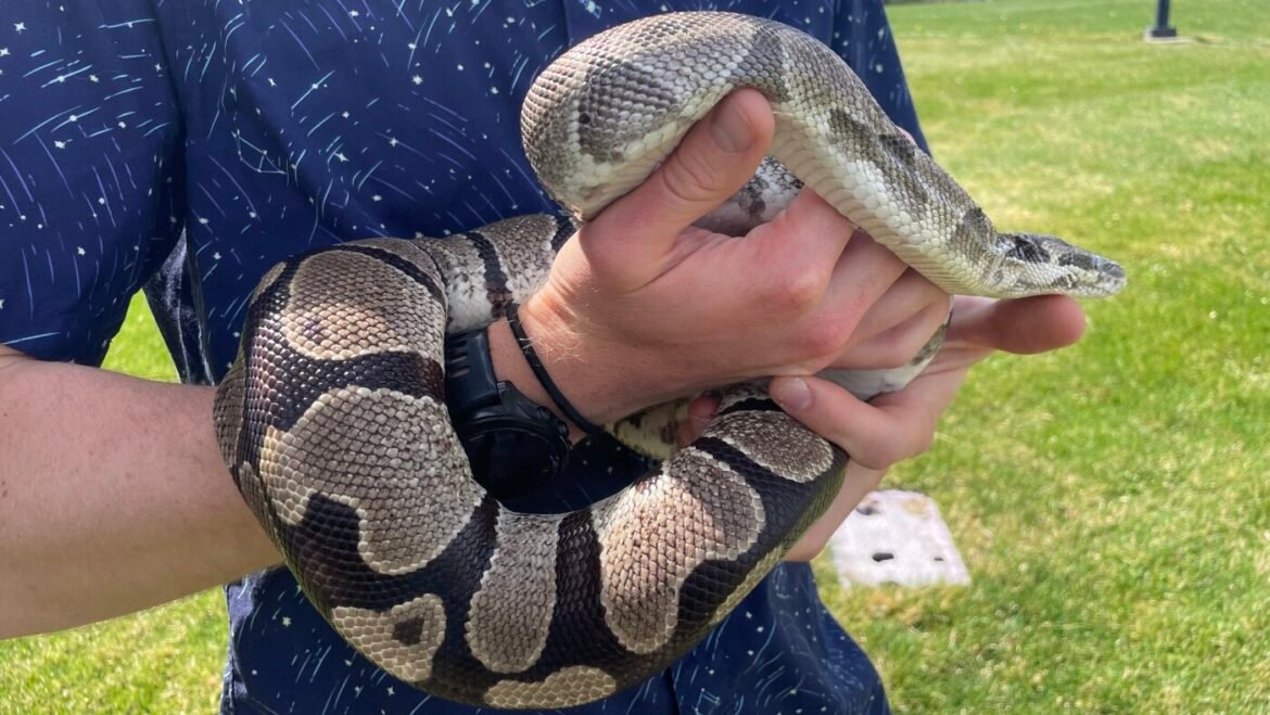 Pythons’ extreme biology may hold clues for treating human disease : NPR