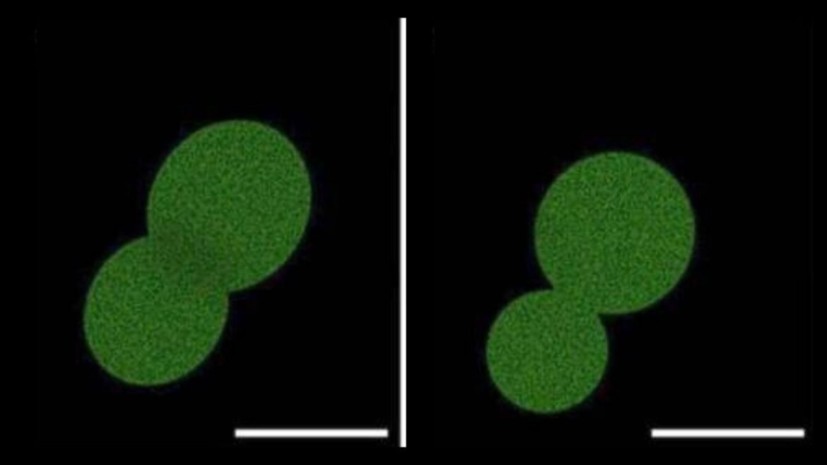 Scientists just created the most lifelike cell ever made in the lab ‪— but experts say it's not 'truly autonomous'
