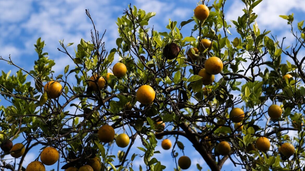 State budget invests nearly $196 million into citrus industry