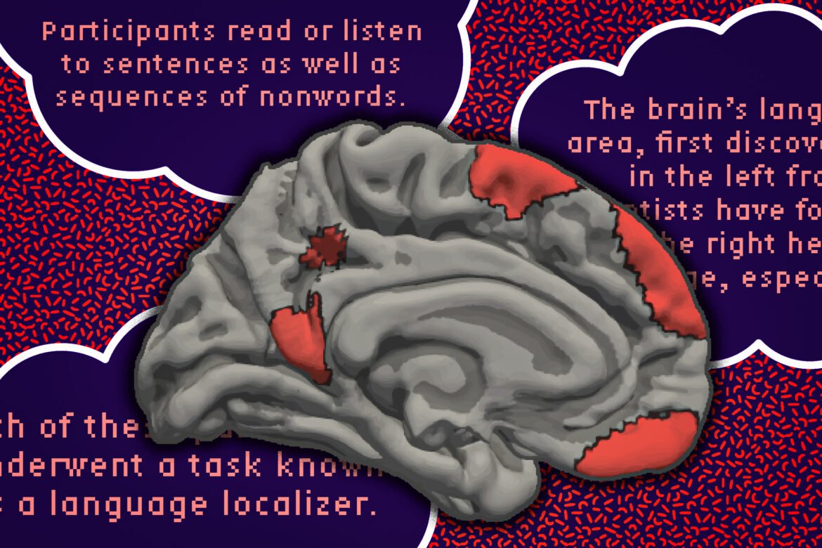 The brain’s language network is more extensive than previously thought | MIT News