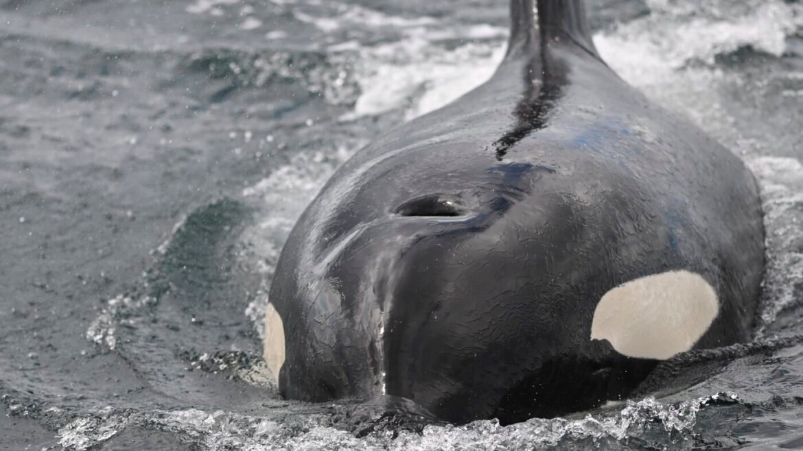 These orcas ram a sunfish so hard it explodes. Why do they do it? : NPR