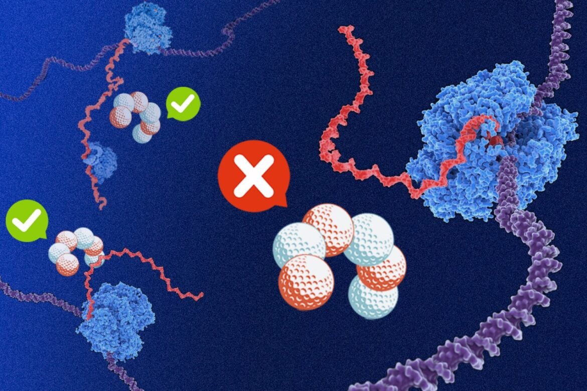 Why are some bacterial genes high in purines? | MIT News