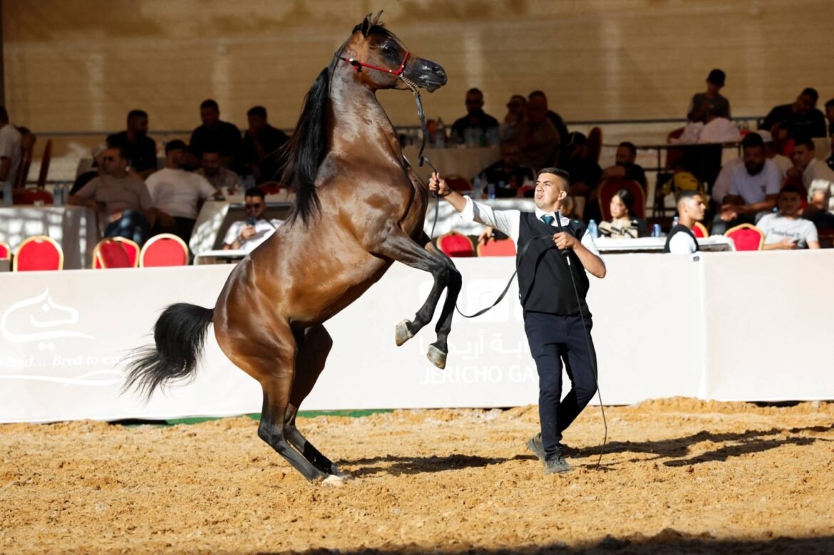 ‘In our blood’: Palestinians keep horse culture alive against all odds