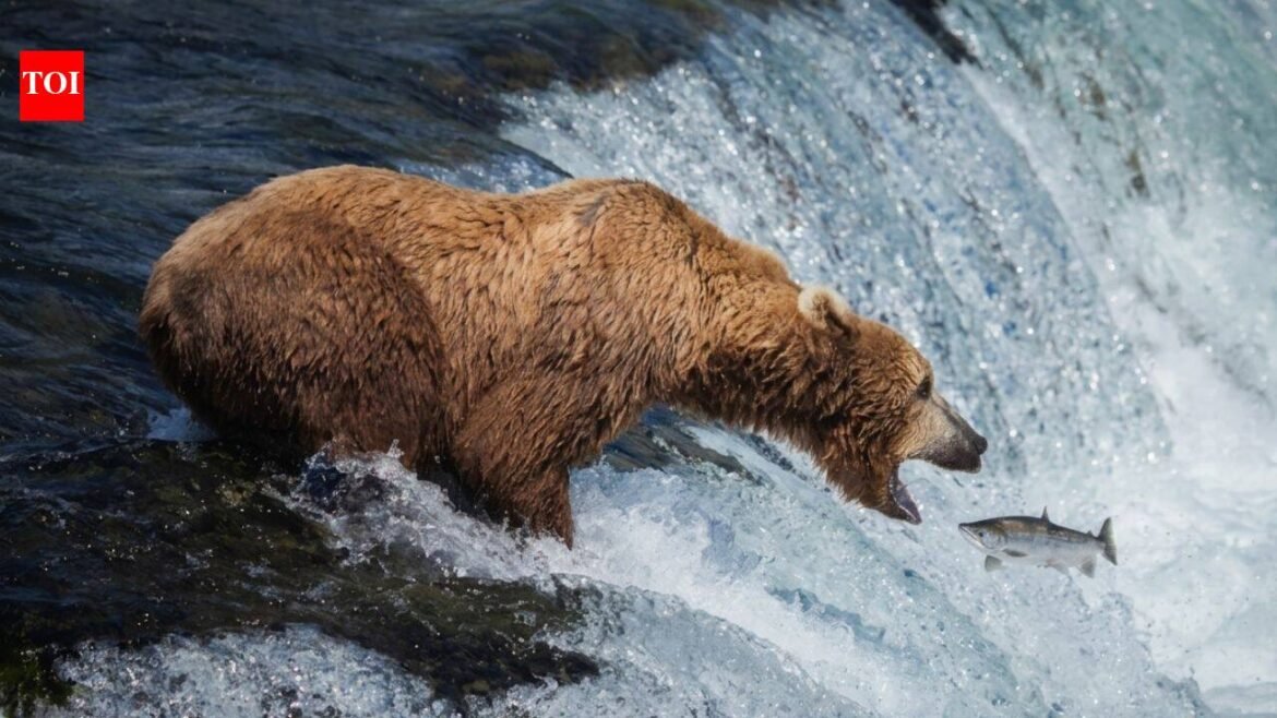 Alaska's live bearcam has become a summer hit: 7.3 million views in six weeks as brown bears gather at Brooks Falls to catch salmon