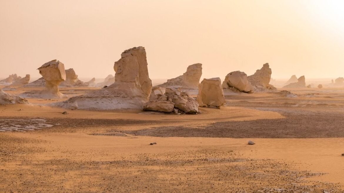 An Ancient Shark Graveyard Has Been Found in The Egyptian Desert : ScienceAlert
